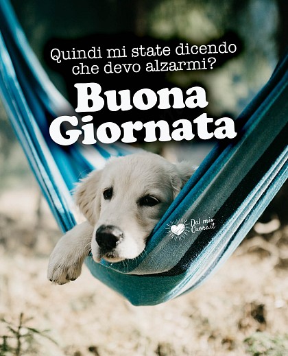 Tenero cucciolo di cane con musetto imbronciato accucciato tra i cuscini e il testo Quindi mi state dicendo che devo alzarmi? Buona Giornata.