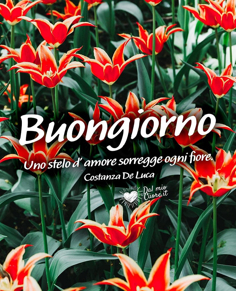 Uno stelo d'amore sorregge ogni fiore. Buongiorno