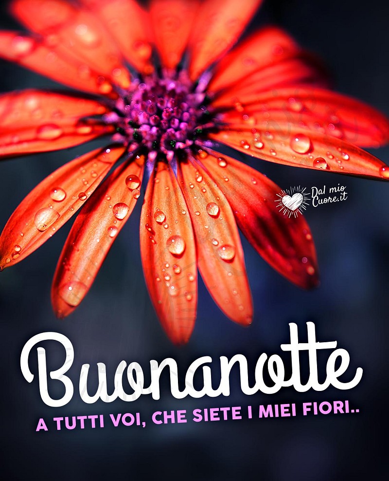 Imm buonanotte con fiore per amici