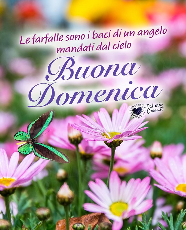 Le farfalle sono i baci di un angelo mandati dal cielo. Buona Domenica