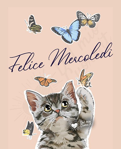 Felice mercoledì con gattino e farfalle