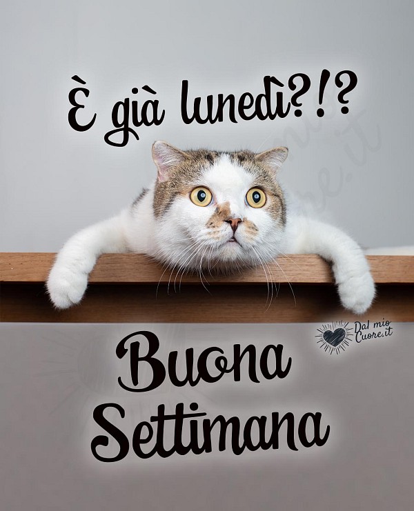 È già lunedì? Buona settimana (divertenti)