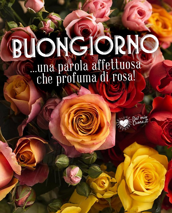 Immagini Buongiorno: una parola affettuosa che profuma di rosa!