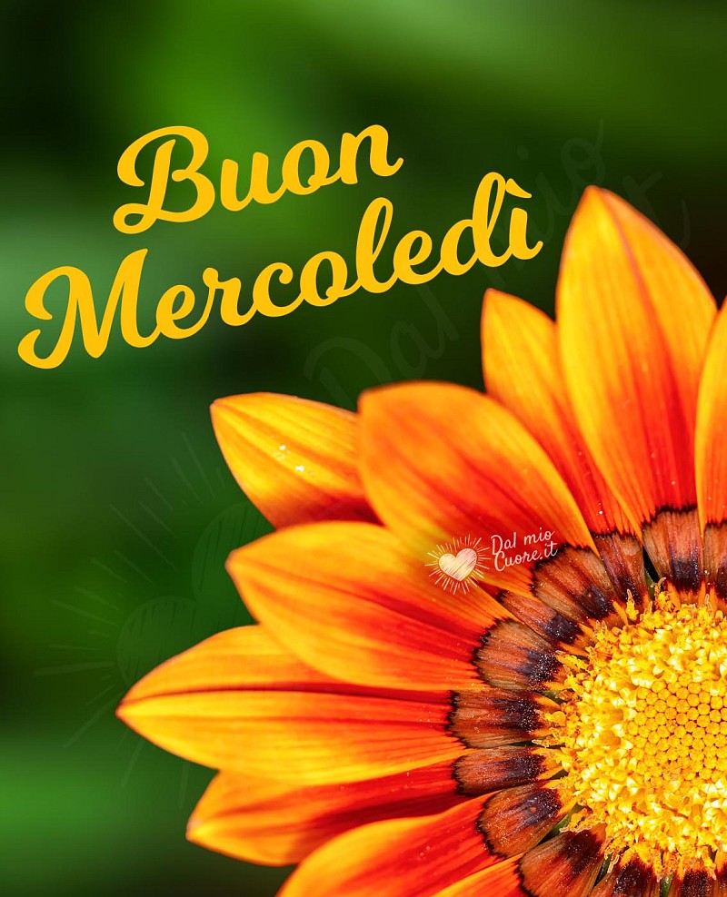 Immagine di Buon mercoledì con fiore arancione