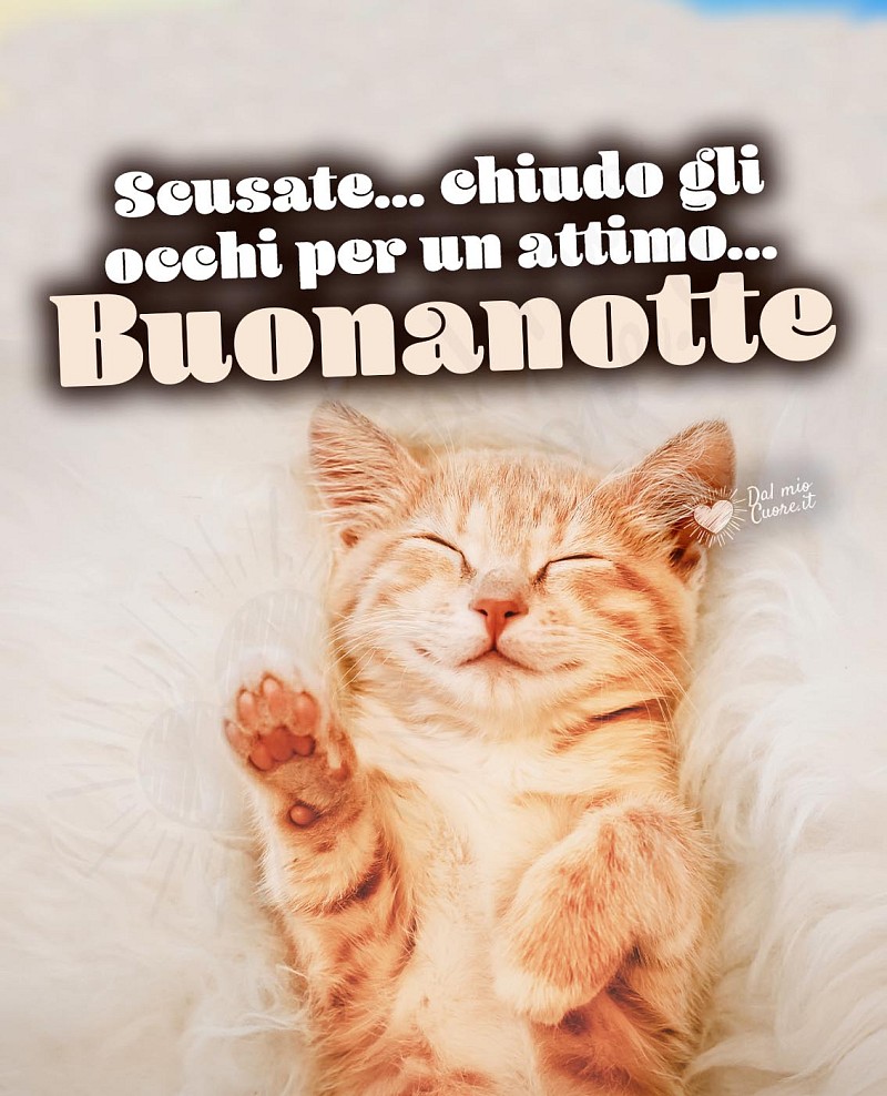 Scusate... chiudo gli occhi per un attimo... Buonanotte divertente con gattino