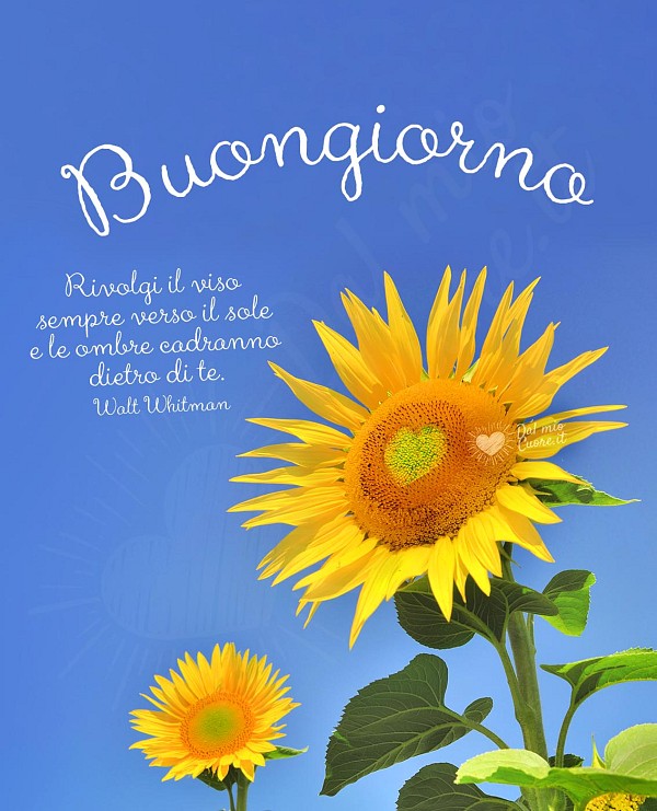 Buongiorno con frase: Rivolgi il viso sempre verso il sole e le ombre cadranno dietro di te