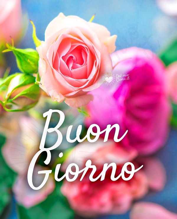 Imm Buon giorno con rosa