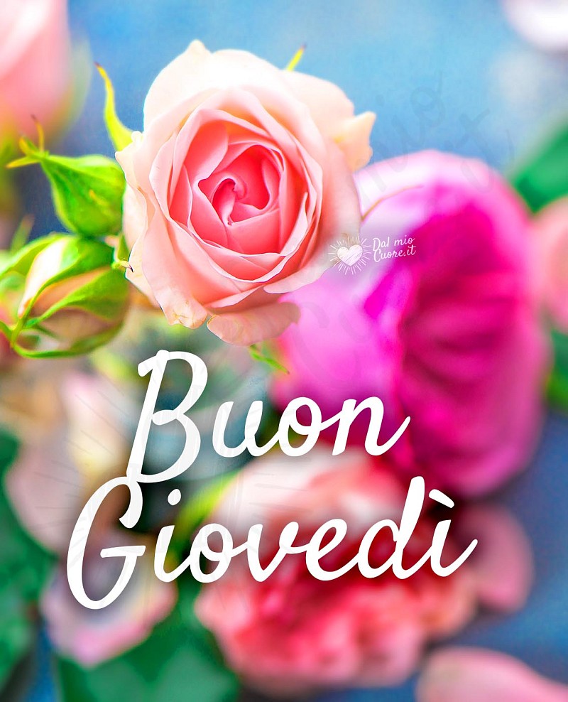 Buon giovedì con rosa