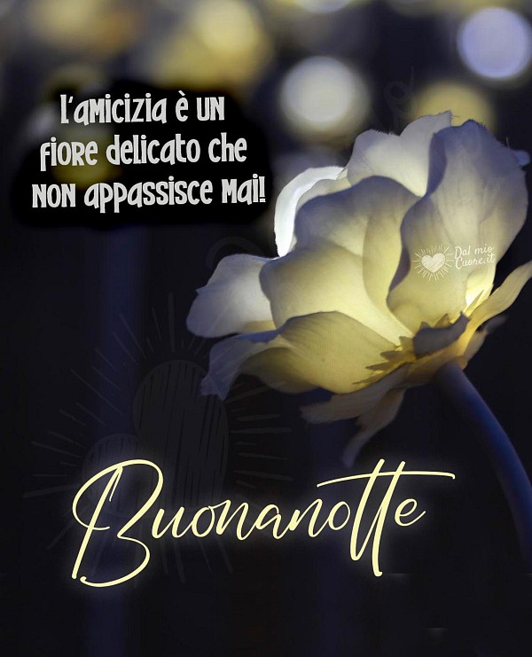 Buonanotte con frase. L'amicizia è un fiore delicato che non appassisce mai!
