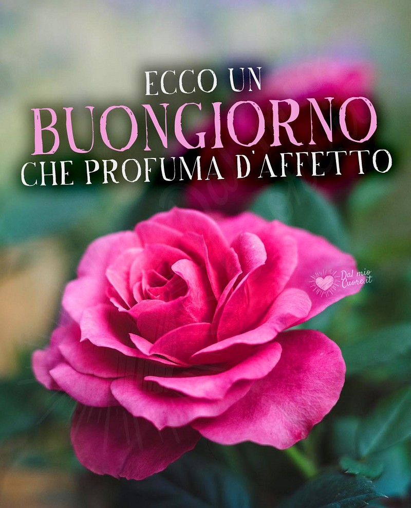 Ecco un buongiorno che profuma d'affetto (con rosa)