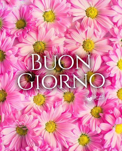 Buon giorno con margheritine rosa