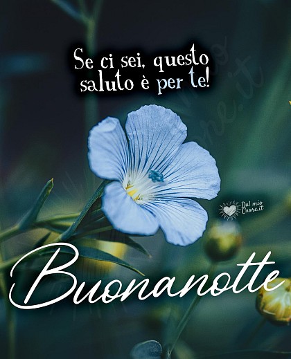 Buonanotte con fiore. Se ci sei, questo saluto è per te!