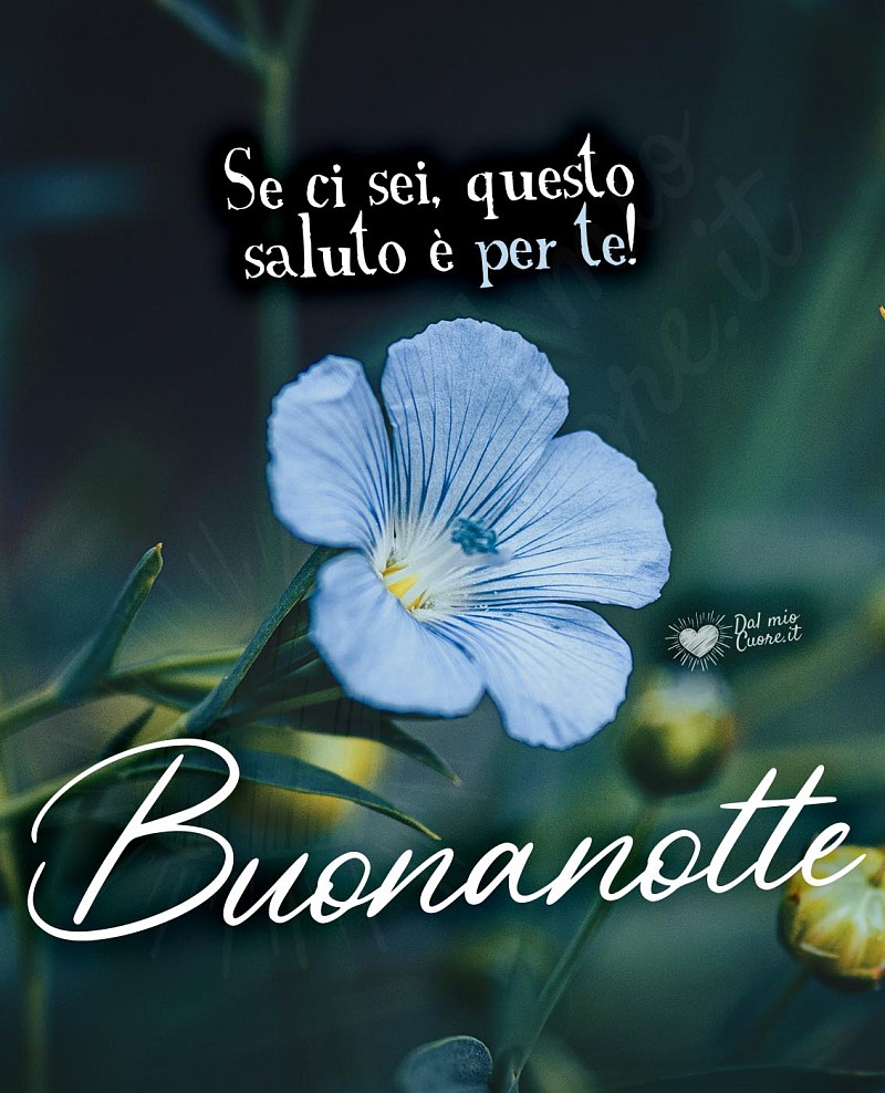 Buonanotte con fiore. Se ci sei, questo saluto è per te!