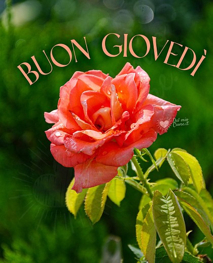 Buon giovedì con rosa