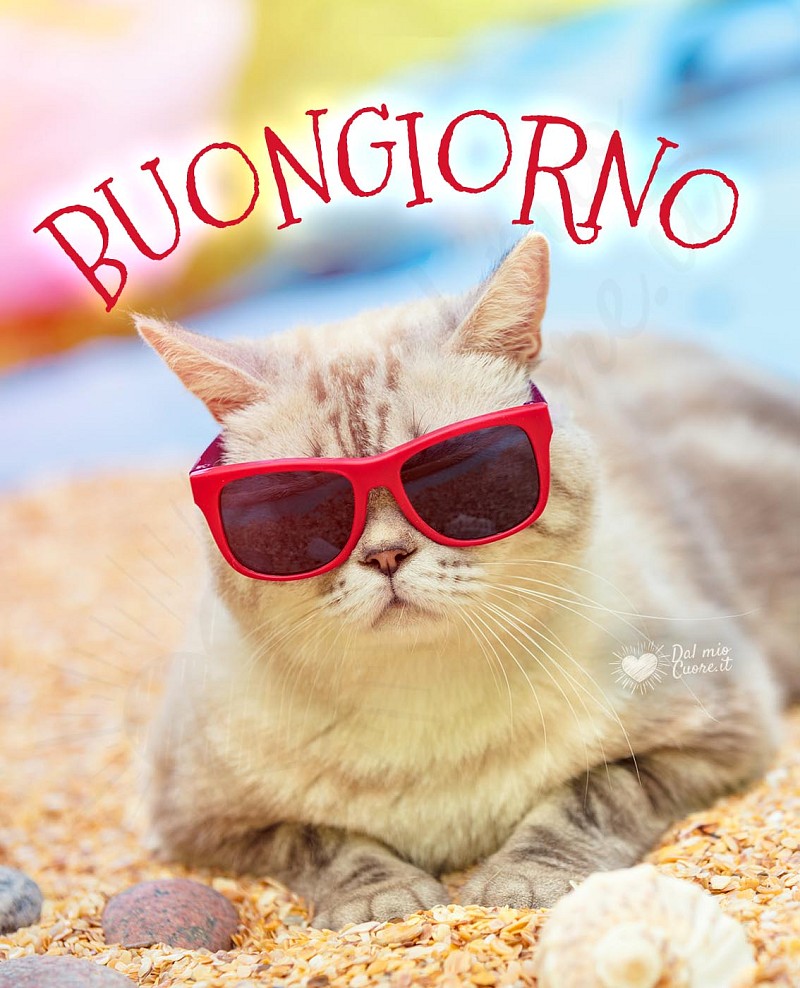 Imm buongiorno con gatto con occhiali da sole