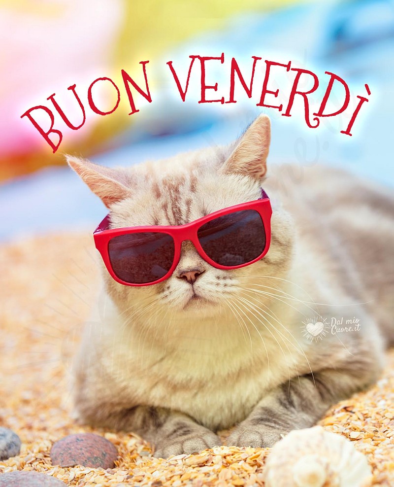 Buon venerdì con gatto e occhiali da sole.