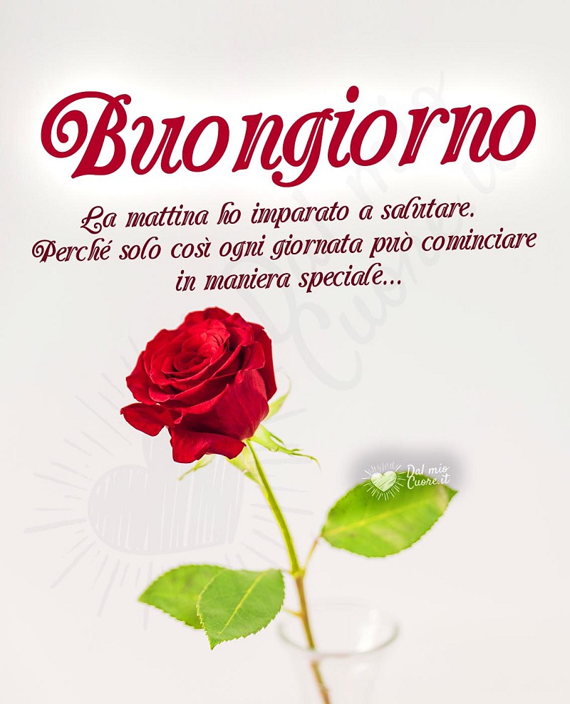 Buongiorno con frase e rosa