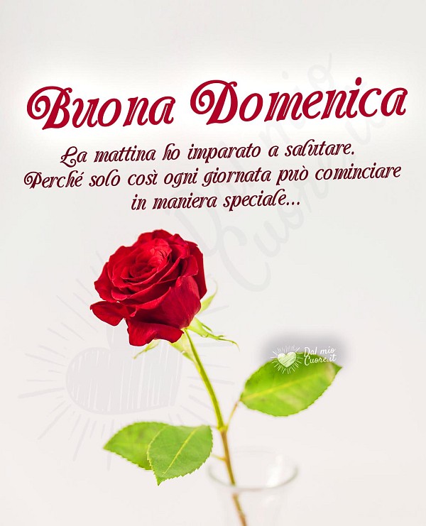 Buona domenica con frase e rosa