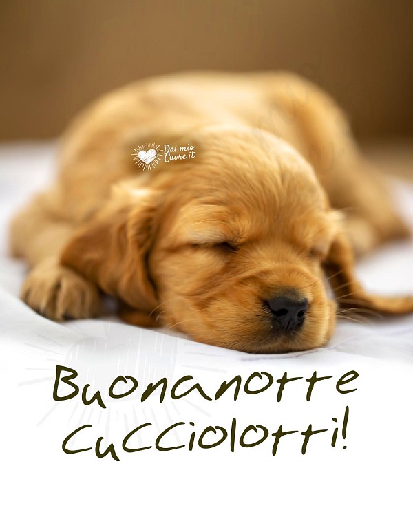 Un cucciolo di cane addormentato beatamente con una copertina e il testo Buonanotte cucciolotti.