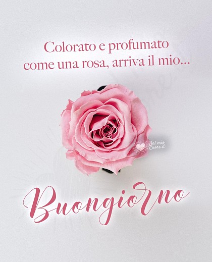 Colorato e profumato come una rosa, arriva il mio buongiorno!