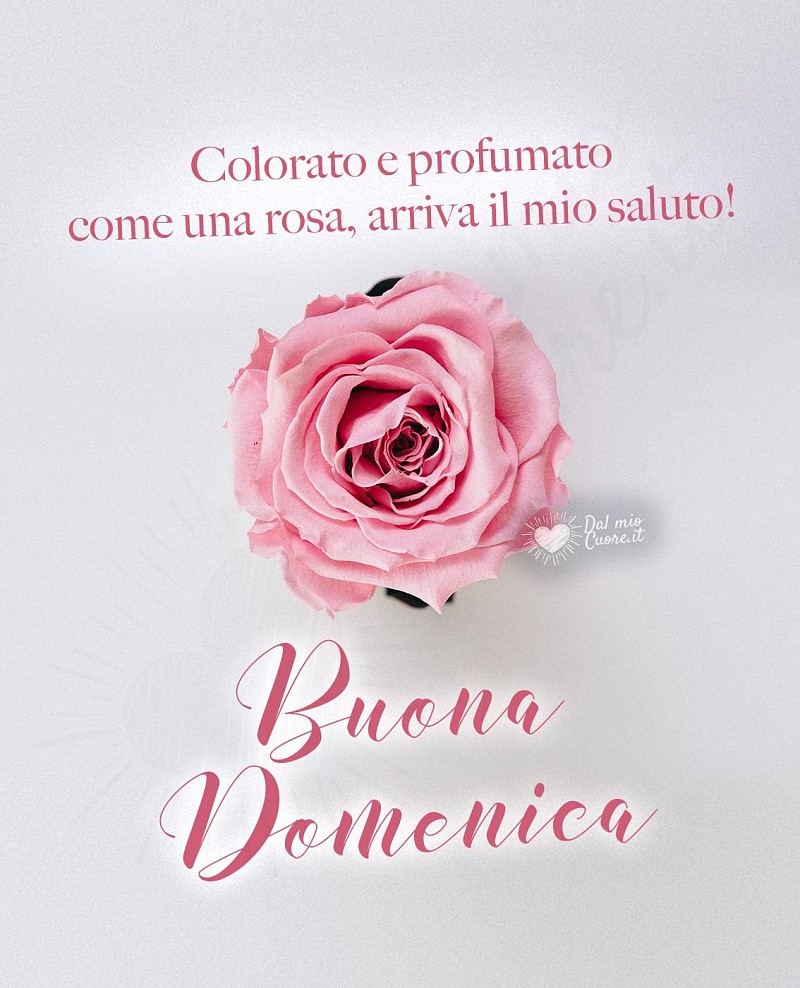 Buona domenica con rosa e saluto affettuoso