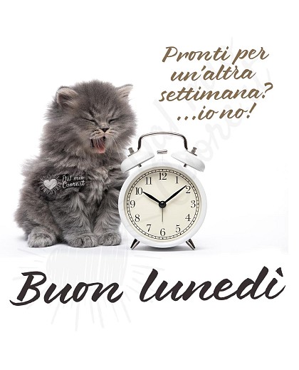 Pronti per una nuova settimana? ...io no! Buon lunedì (divertente)