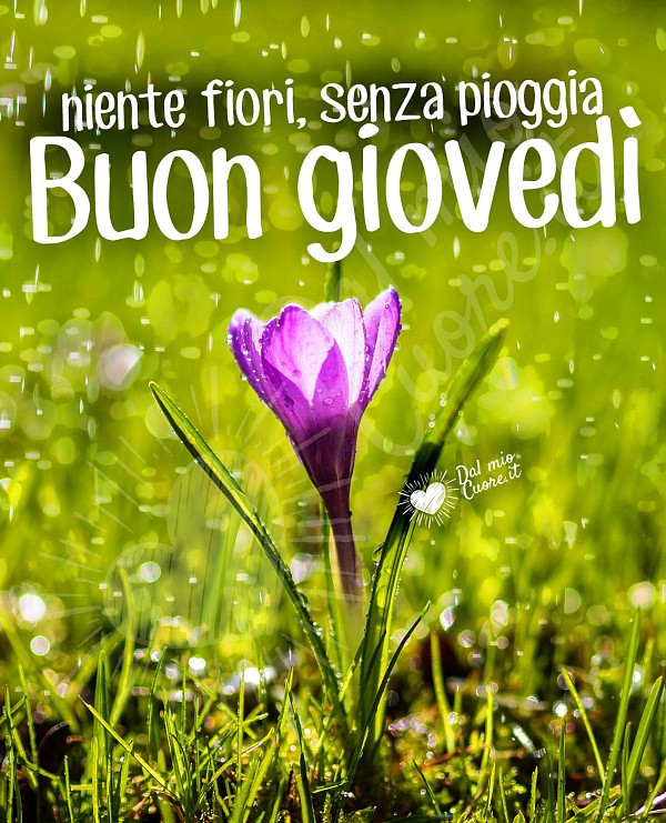 Buon giovedì con fiore e frasi