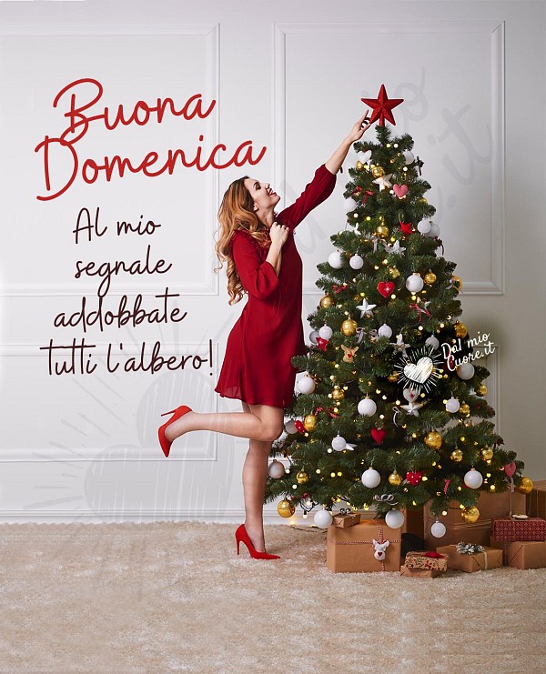 Al mio segnale, addobbate tutti l'albero! Buona domenica