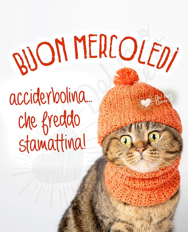 Buon Mercoledì divertente con gatto infreddolito