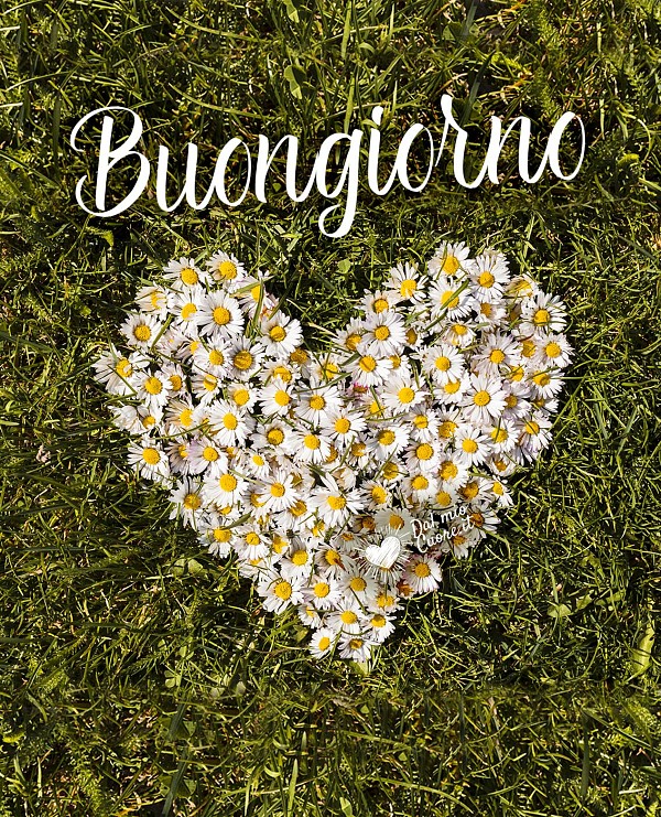 Buongiorno primaverile con cuore di margherite