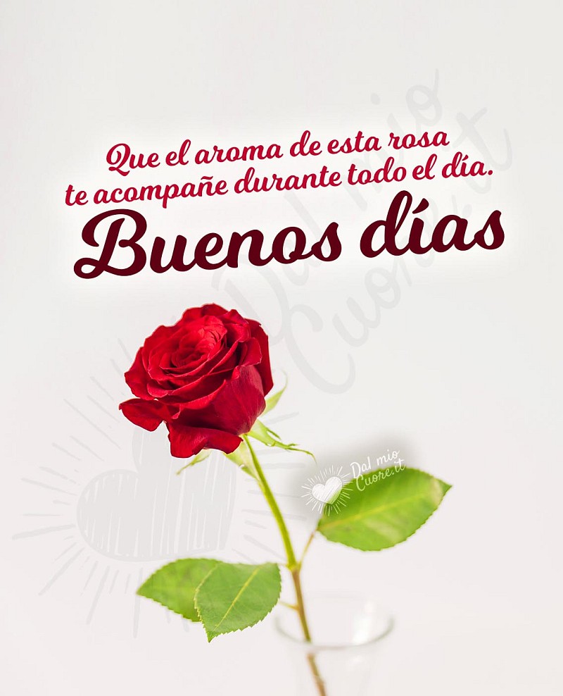 Que el aroma de esta rosa te acompañe durante todo el día. Buenos días